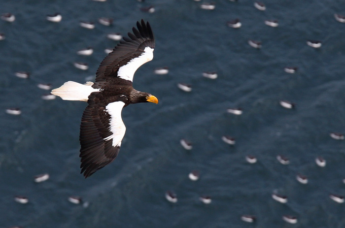 Jättehavsörn / Steller's Sea-eagle (Haliaeetus pelagicus)
