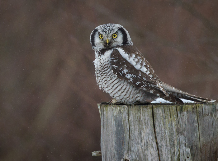 Hökuggla / Northern Hawk-Owl (Surnia ulula)