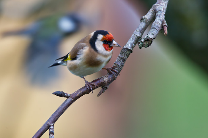 Steglits / European Goldfinch (Carduelis carduelis)