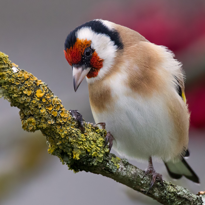 Steglits / European Goldfinch (Carduelis carduelis)