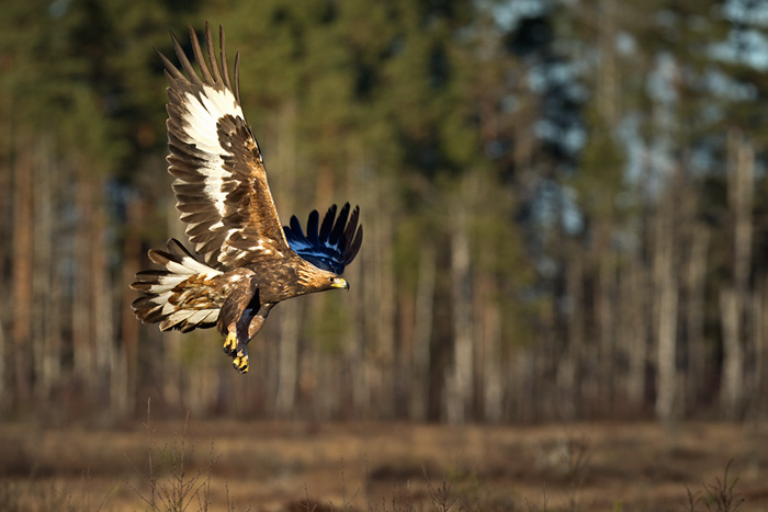 Kungsörn / Golden Eagle (Aquila chrysaetos)