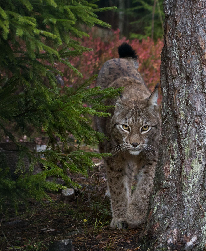 Lodjur / Lynx (Lynx lynx)