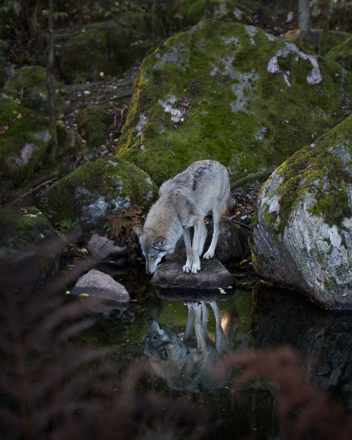 Varg / Grey Volf (Canis lupus)