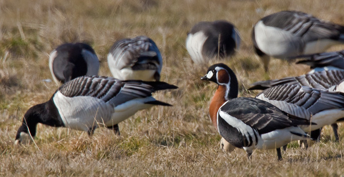 Rödhalsad gås  / Red-breasted Goose  (Branta ruficollis)