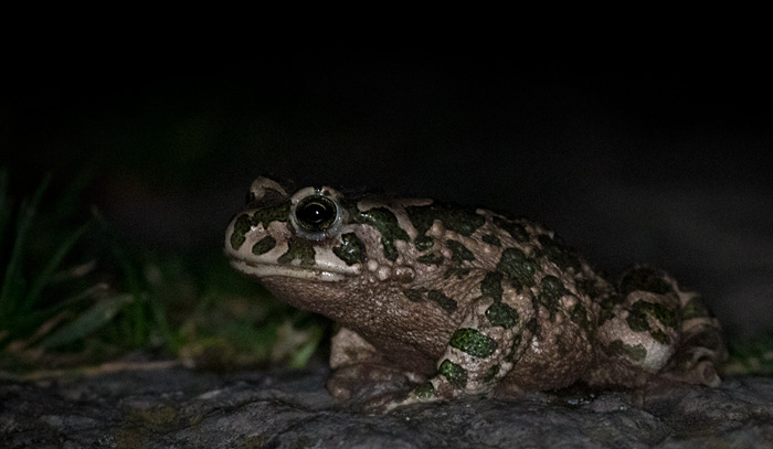Grönfläckig padda / Green Toad (Pseudepidalea viridis)
