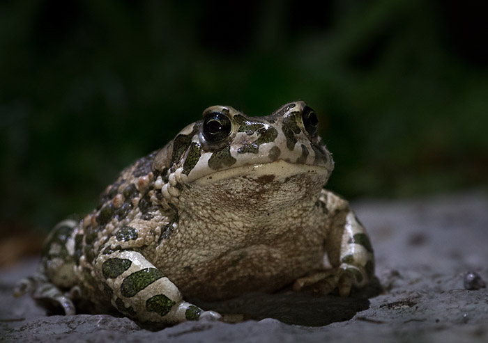 Grönfläckig padda / Green Toad (Pseudepidalea viridis)