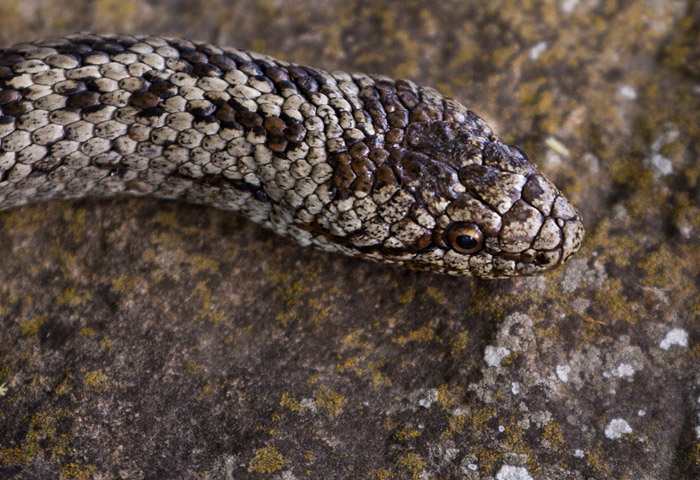Hasselsnok / Smooth Snake (Coronella austriaca)