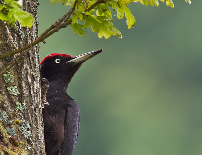 Spillkråka / Black Woodpecker (Dryocopus martius)