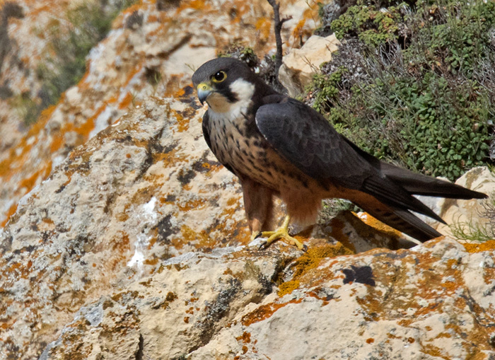 Eleonorafalk / Eleonora's Falcon (Falco eleonorae)