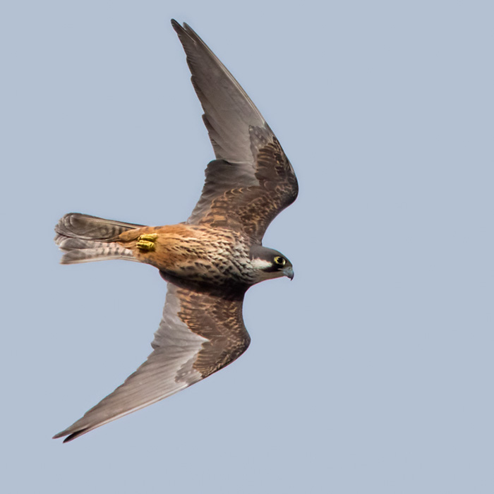 Eleonorafalk / Eleonora's Falcon (Falco eleonorae)