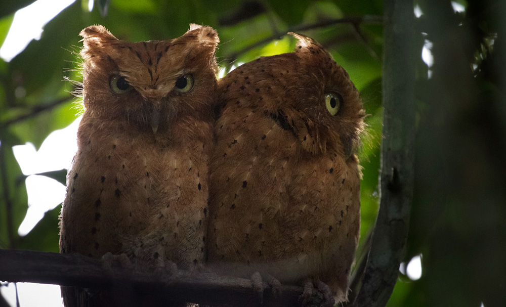 Sokoke Scops Owl / Sokokedvärguv (Otus ireneae)
