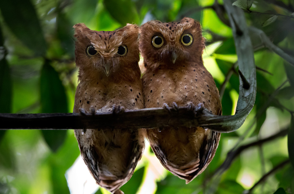 Sokoke Scops Owl / Sokokedvärguv (Otus ireneae)