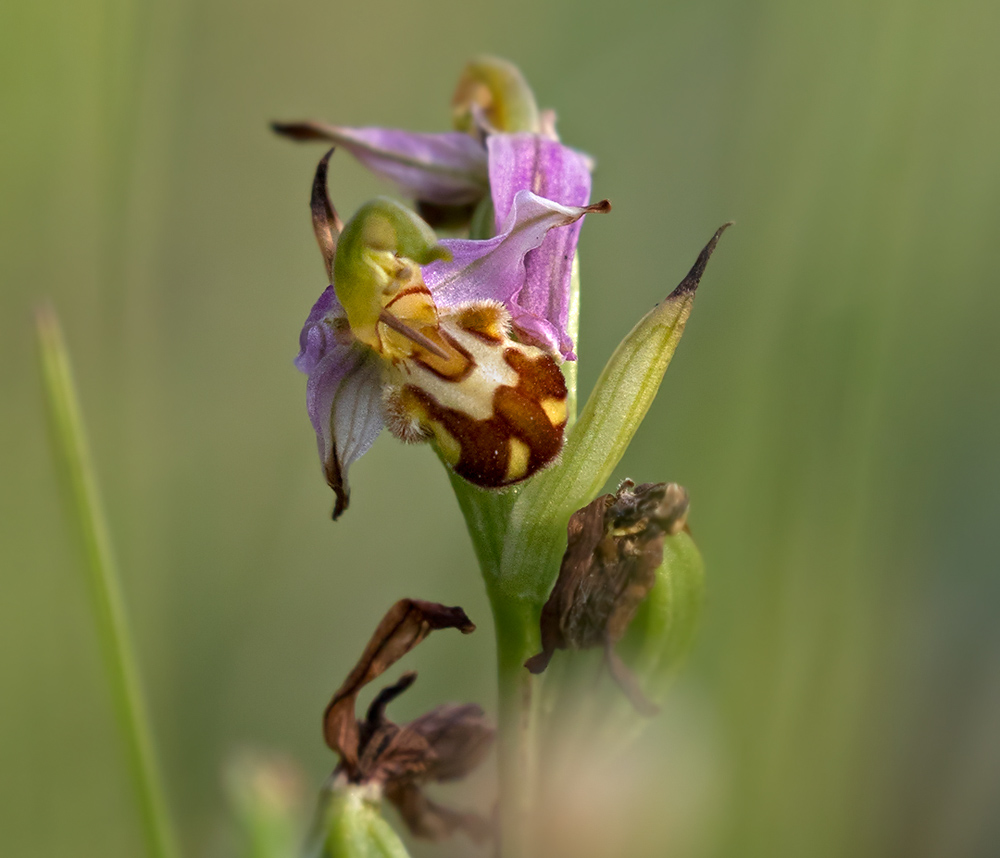 Bee Orchid / Bi-ofrys (Ophrys apifera)