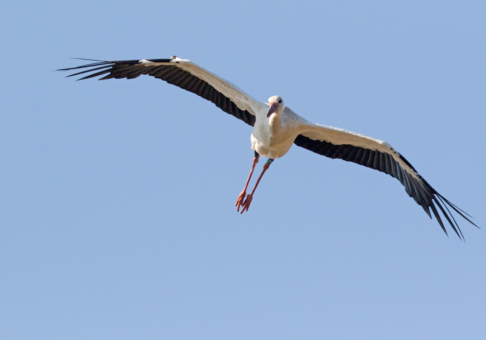 White Stork / Vit stork (Ciconia ciconia)