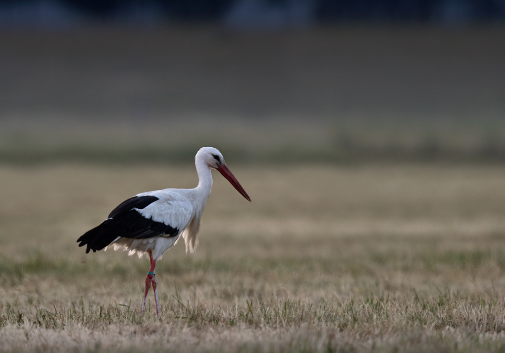 White Stork / Vit stork (Ciconia ciconia)