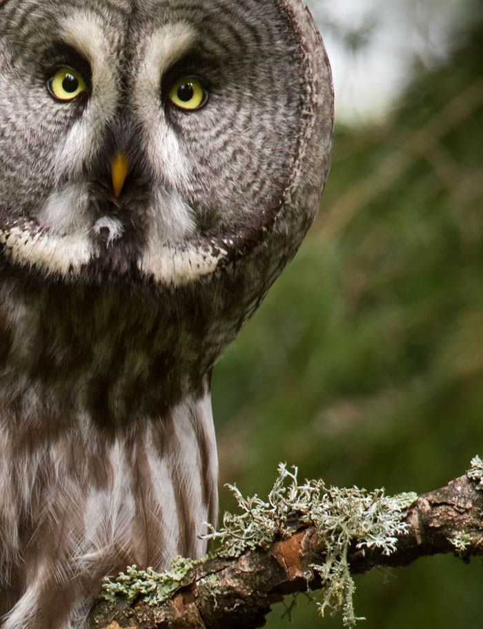Lappuggla / Great Grey Owl (Strix nebulosa).