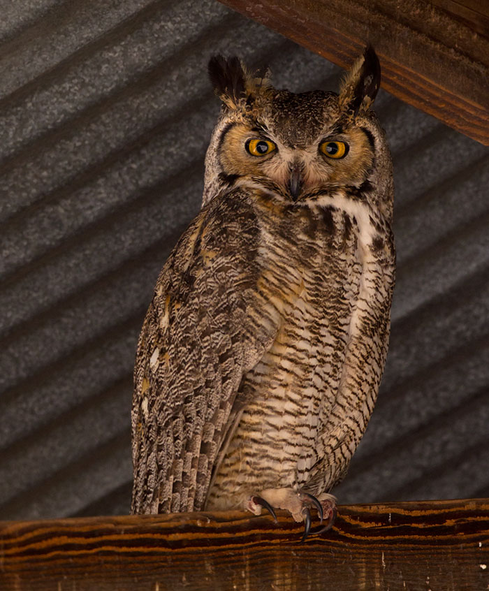 Under ett plåttak vilade en virginiauv (Great Horned Owl).