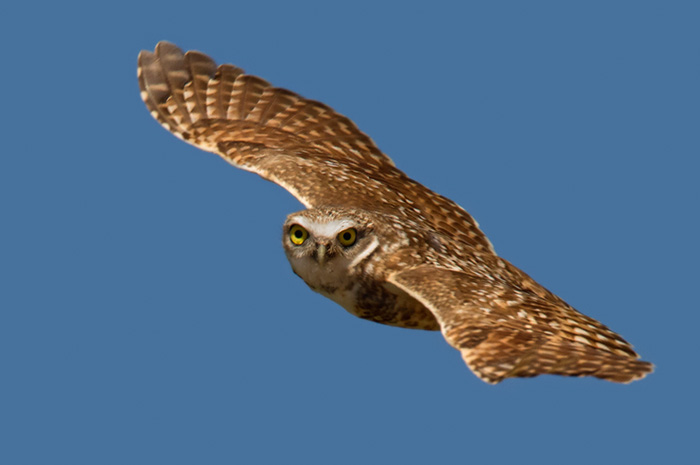 Burrowing Owl/Prärieuggla.