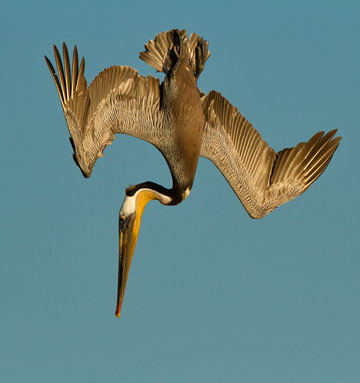 Brun pelikan dyker mot någon av Stilla havets läckerheter.