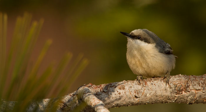 Pygmy Nuthatch var en av de vanligaste fåglarna i den höglänta tallskogen.