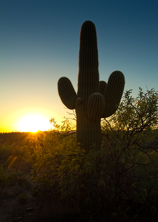 Saguaron är Arizonas delstatsblomma!