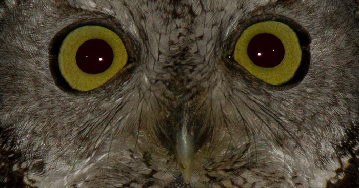 Close up på Western Screech Owl!