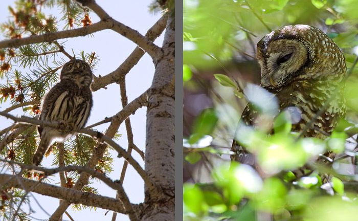 Mountain Pygmy Owl och till sist fläckugglan (Spotted Owl).
