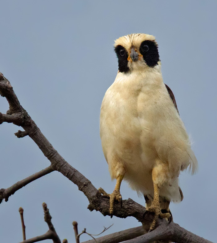 Laughing Falcon (Herpetotheres cachinnans)