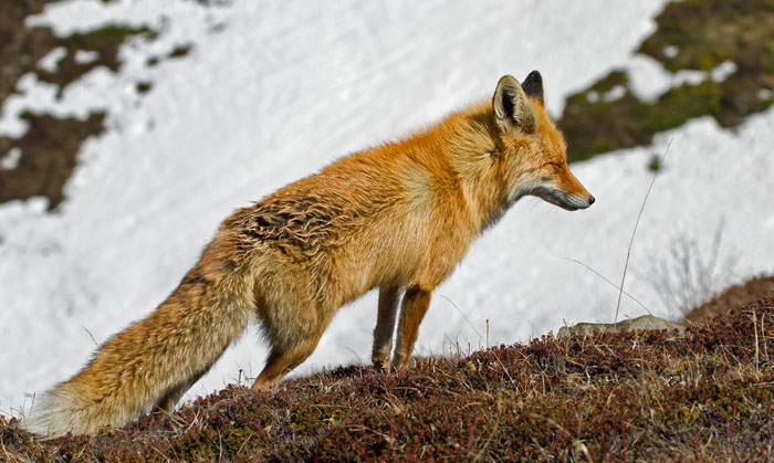 Rödräv / Red Fox (Vulpes vulpes caucasica)