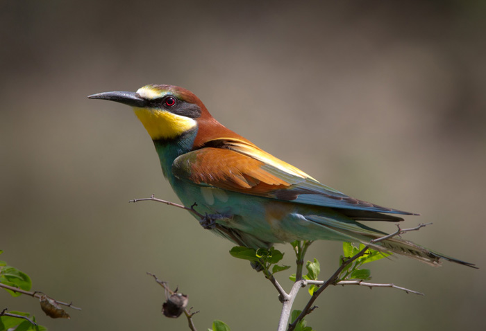 Biätare / European Bee-eater (Merops apiaster)