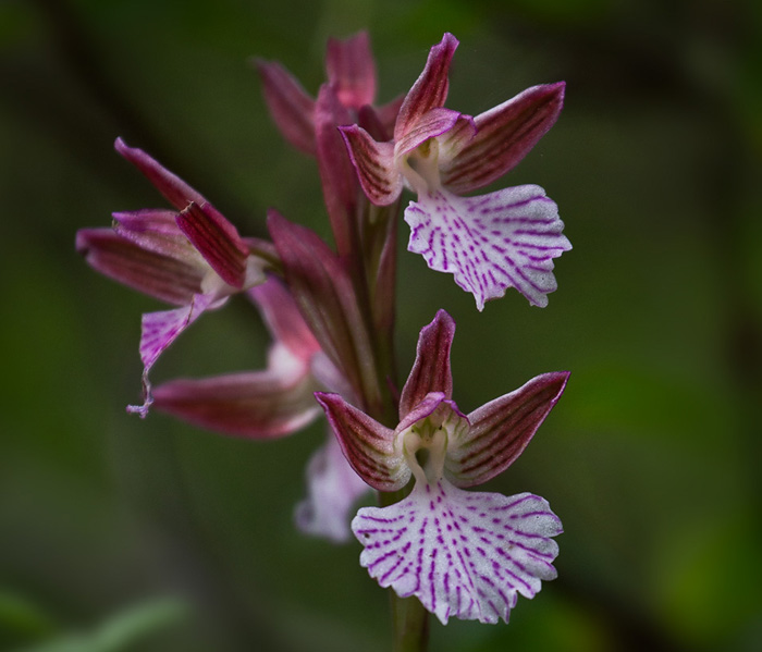 Fjärilsorkidé / Pink Butterfly Orchid (Orchis papilionacea)