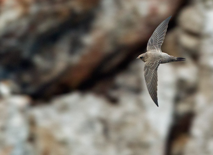 Alpseglare / Alpine Swift (Tachymarpti melba)