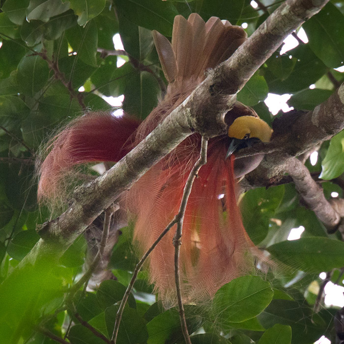 Goldie's Bird-of-paradise (Paradisaea decora)