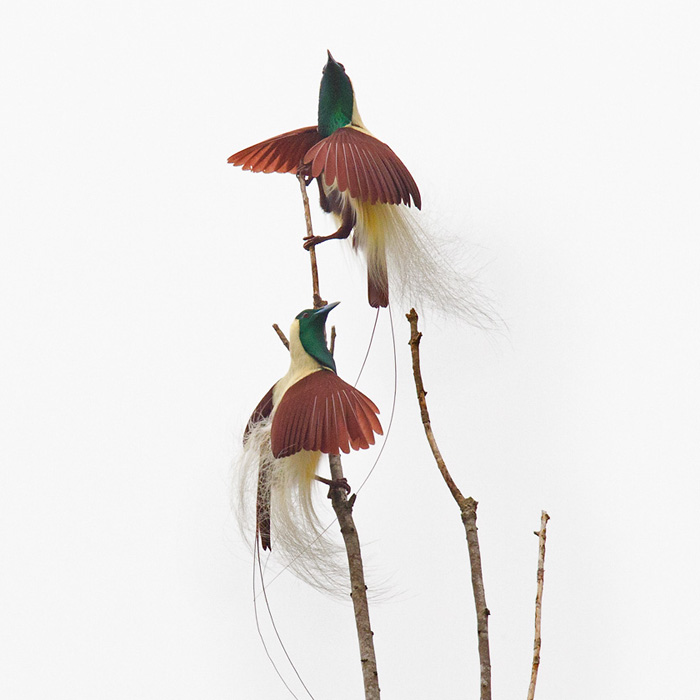 Emperor Bird-of-paradise (Paradisaea guilielmi)