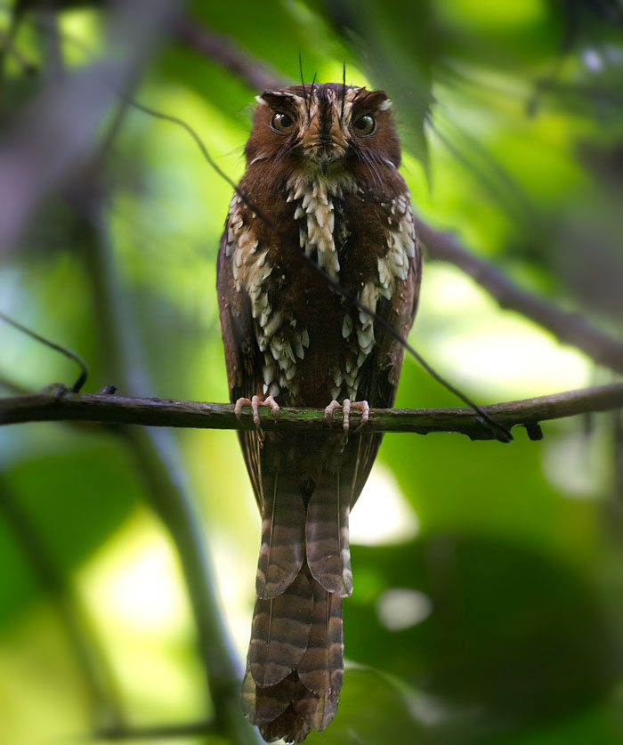 Feline Owlet-nightjar (Aegotheles insignis)