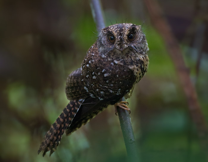 Mountain Owlet-Nightjar (Aegotheles albertisi)
