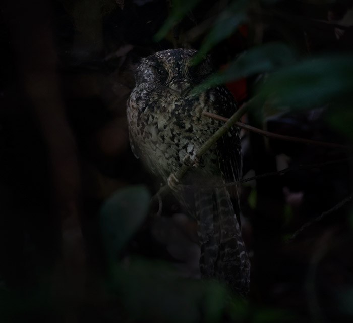 Mountain Owlet-Nightjar (Aegotheles albertisi)