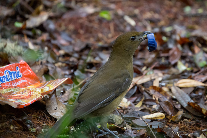 Vogelkop Bowerbird  (Amblyornis inornata)