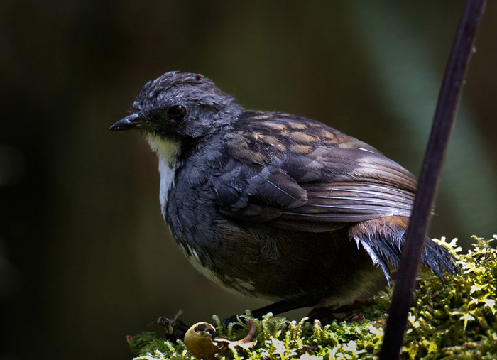 Papuan Logrunner (Orthonyx novaeguineae)
