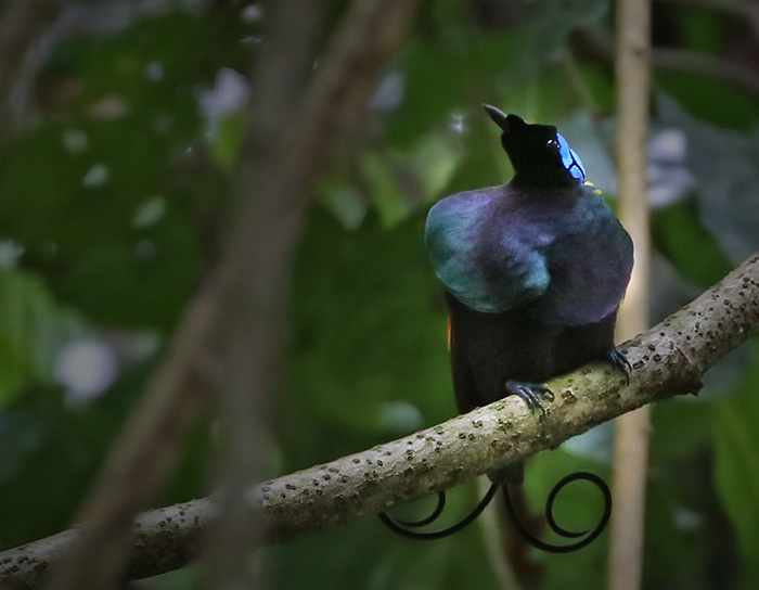 Wilson's Bird-of-paradise (Diphyllodes respublica)