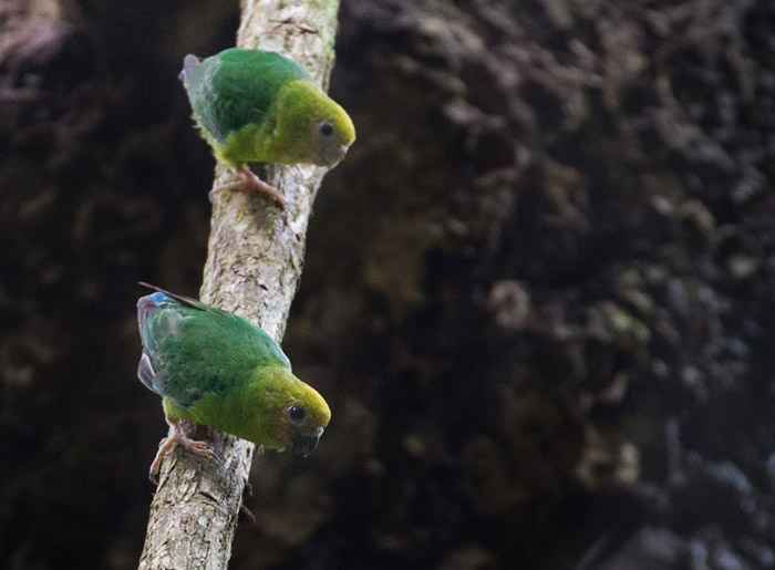 Yellow-capped Pygmy Parrot (Micropsitta keiensis)