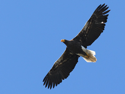 Ageing Steller's Eagle