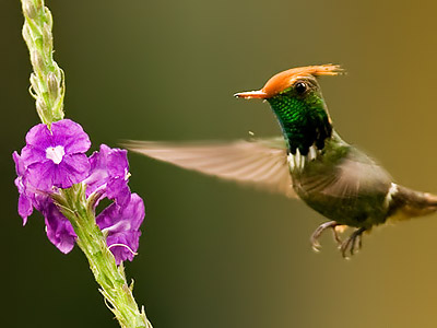 Fåglar i södra Peru