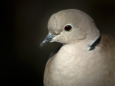 Nightjars, Swifts, Cuckoos, Doves and Pigeons