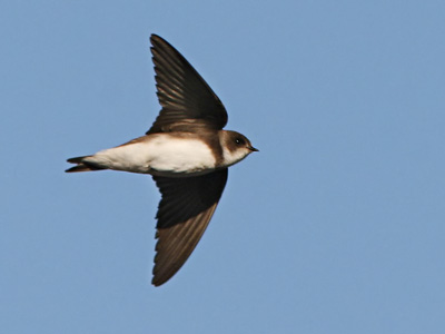 Larks, Swallows and Martins