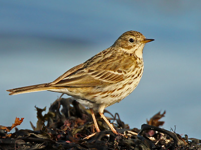 Pipits and Wagtails (Being reviewed and reformed)