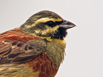 Rare Birds in Sweden