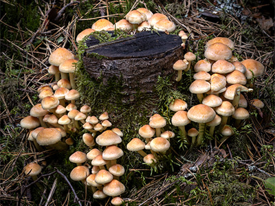 Mushrooms, lichens and mosses etc