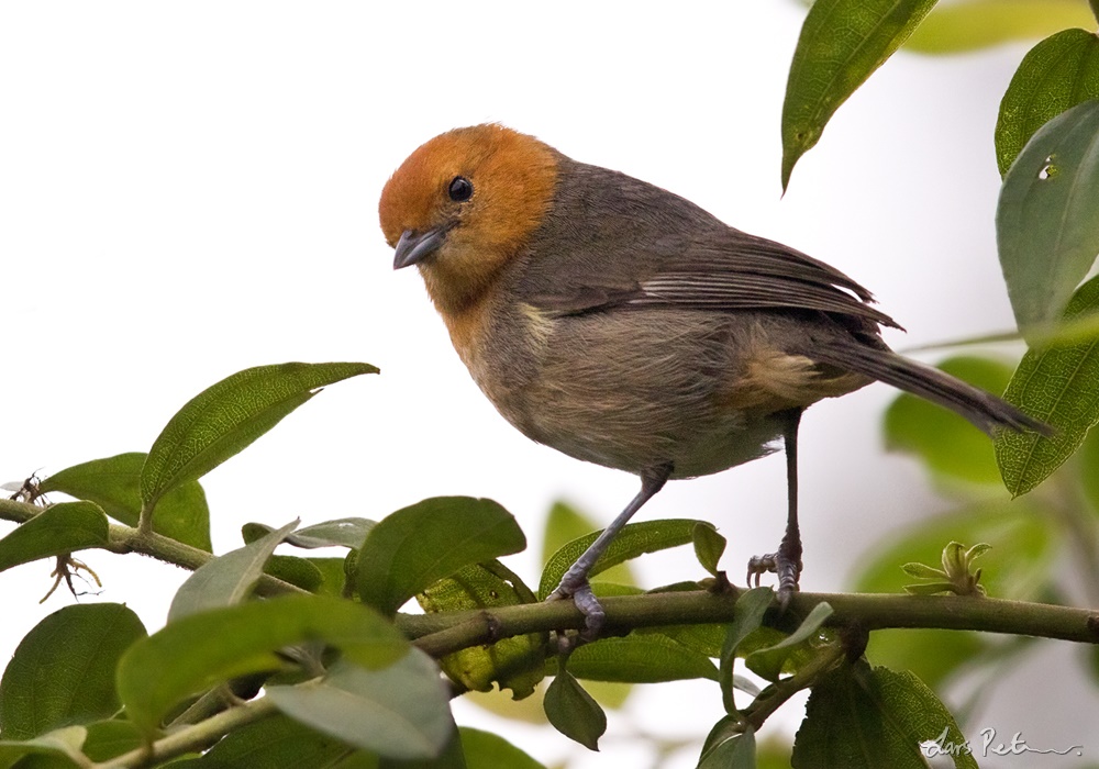 Brown-flanked Tanager