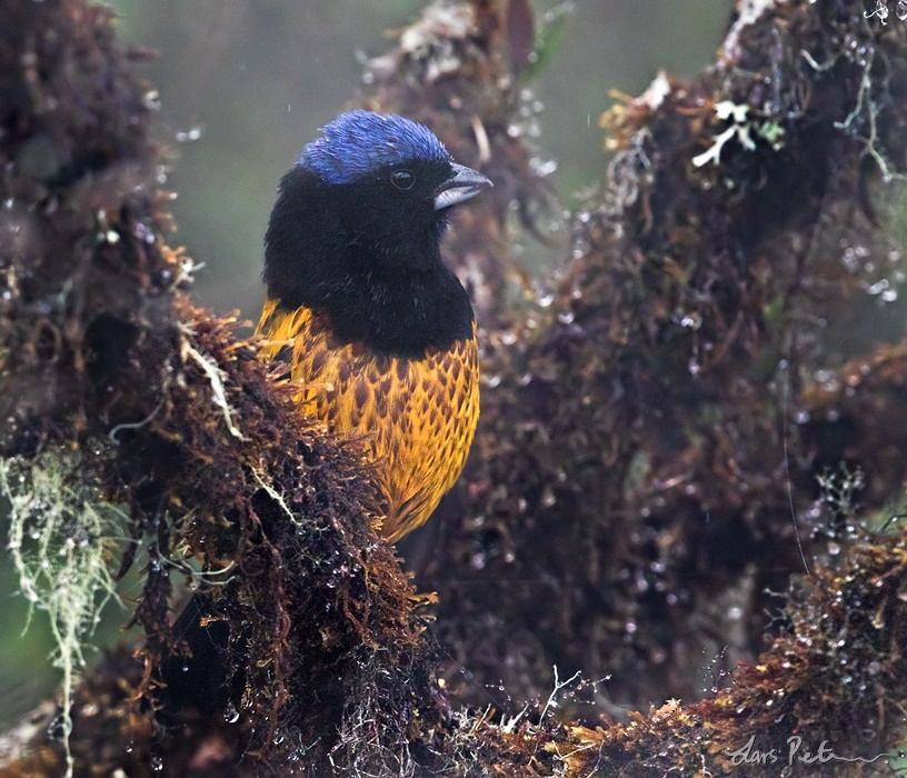 Golden-backed Mountain Tanager